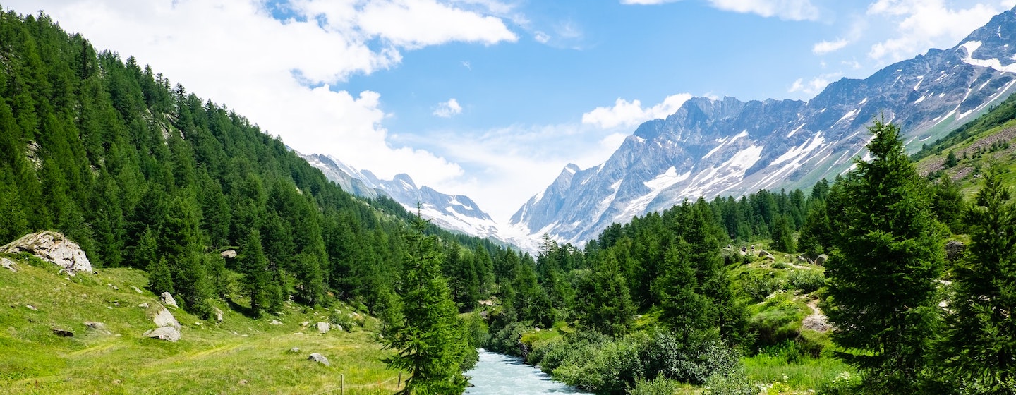 landscape view of an alpine forest with mountain in the background